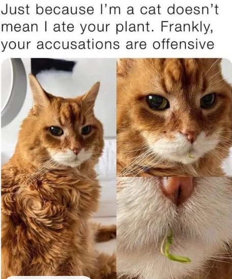 Meme by kronk
