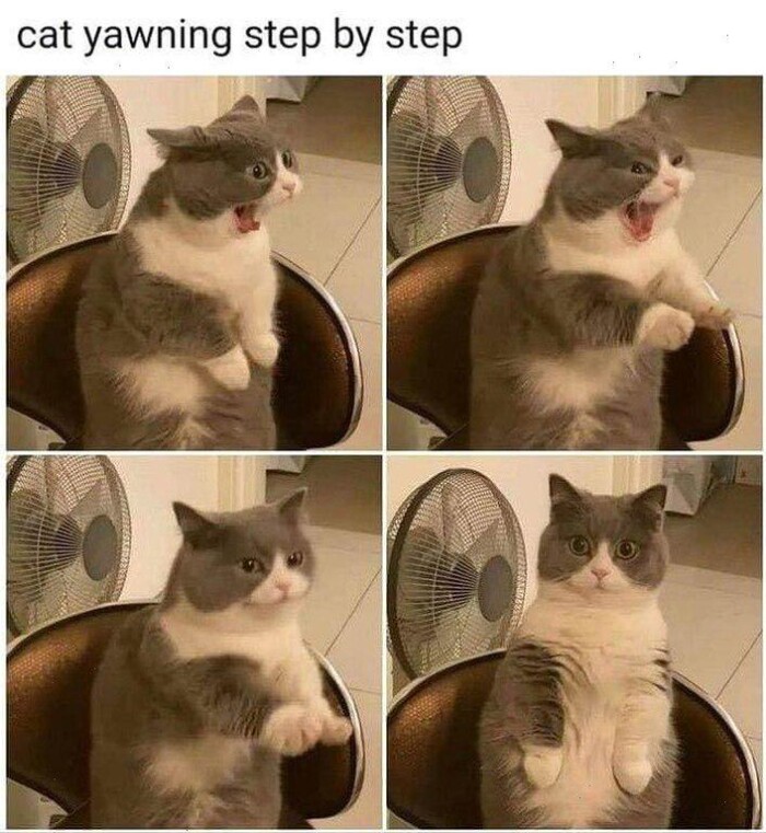 Meme by postyourcats
