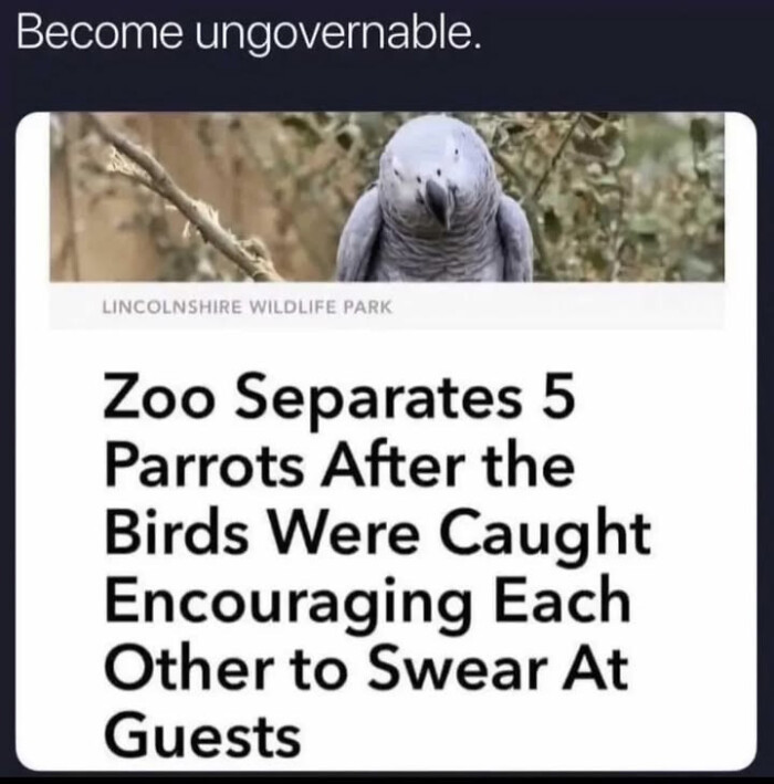 Become ungovernable. LINCOLNSHIRE WILDLIFE PARK Zoo Separates 5 Parrots After the Birds Were Caught Encouraging Each Other to Swear At Guests