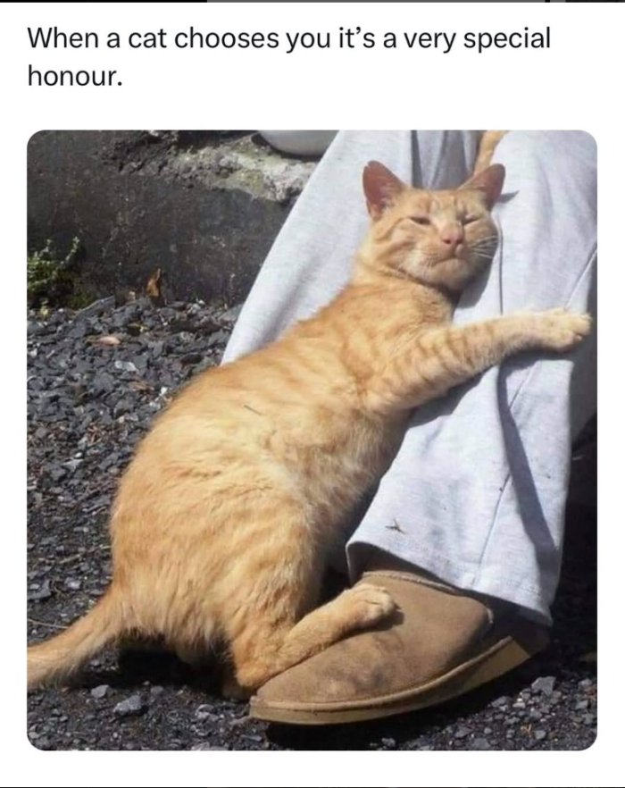 Meme by disneymemes