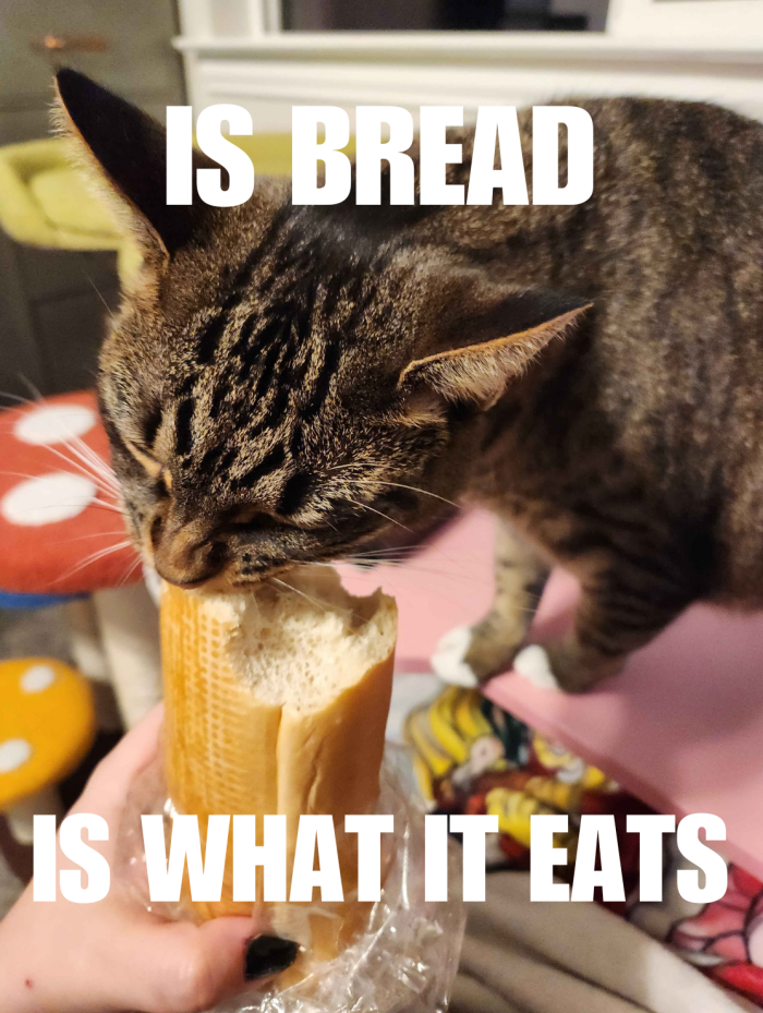 Meme by catsoncatnip