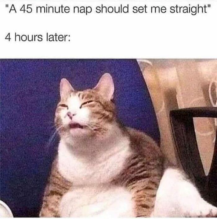 Meme by postyourcats