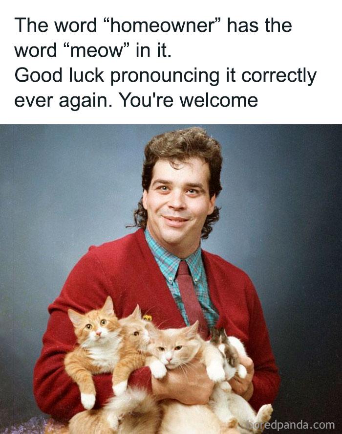 Meme by postyourcats