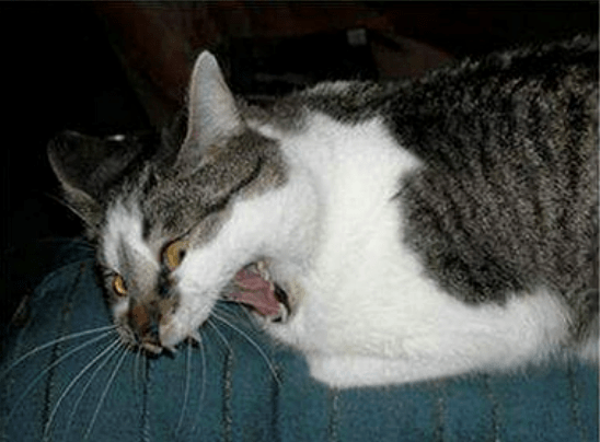 Upload the Most Hilarious Photo of Your Cat Caught Mid-Sneeze