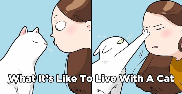 Whaties Like to Live With A Cat