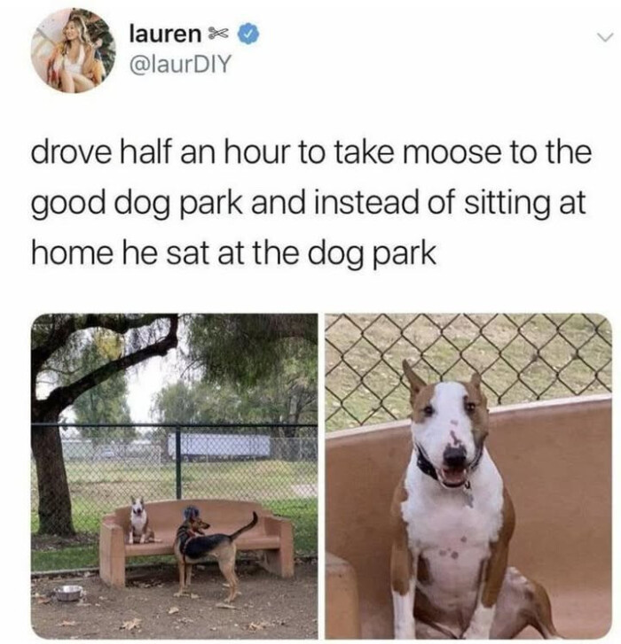 drove half an hour to take moose the good dog park and instead of sitting at home he sat