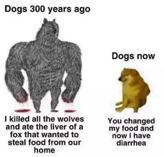 Meme by wholesomedoggos