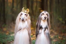 Upload the Most Regal Photo of Your Dog Looking Like a King or Queen