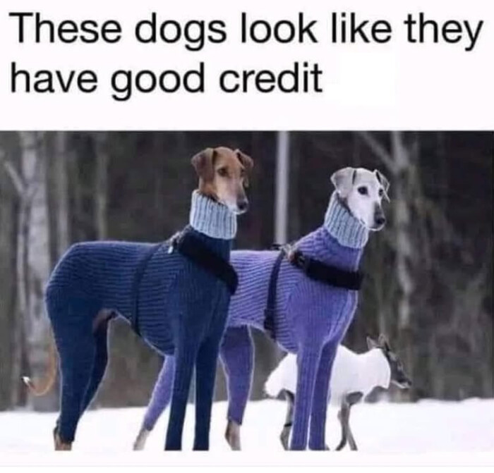 These dogs look like they have good credit