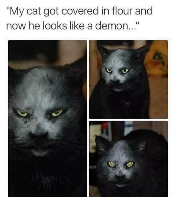 "My cat got covered in flour and now he looks like a demon..."