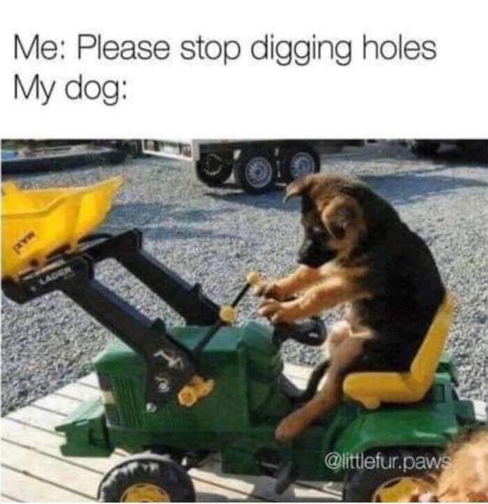Meme by wholesomedoggos