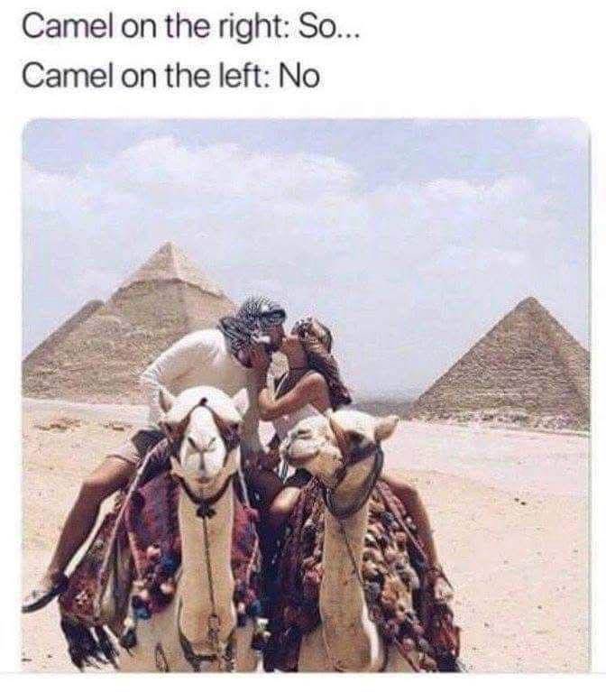 Camel on the right: So.. left: No