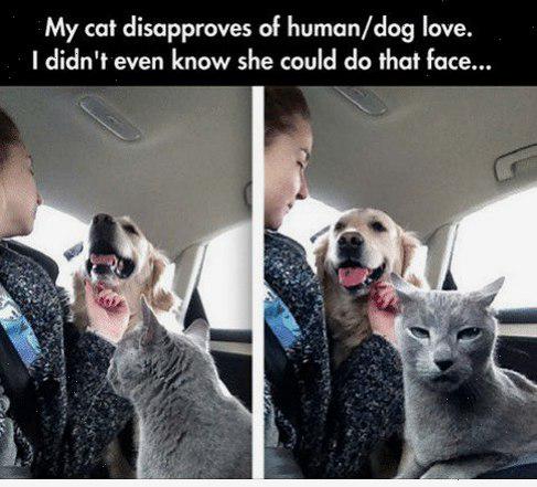 Meme by pupperdoggo