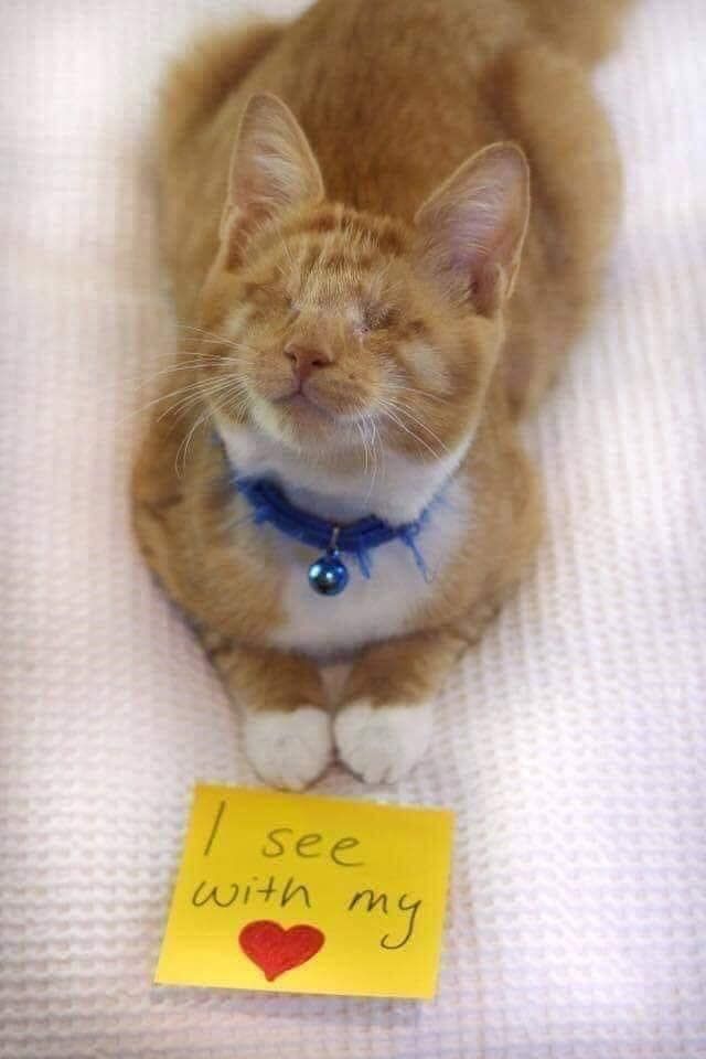 Meme by catsoncatnip