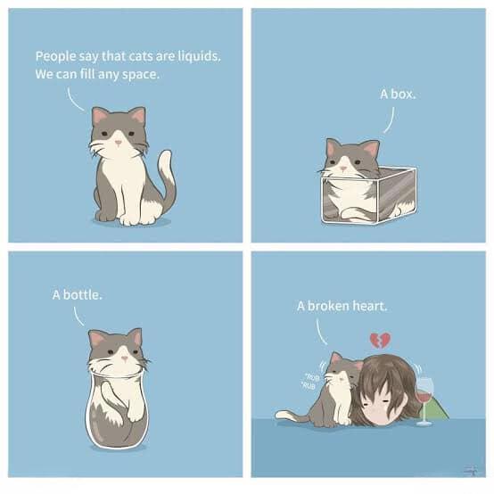 People say that cats are liquids, We can fill any space. A box. bottle, broken heart.