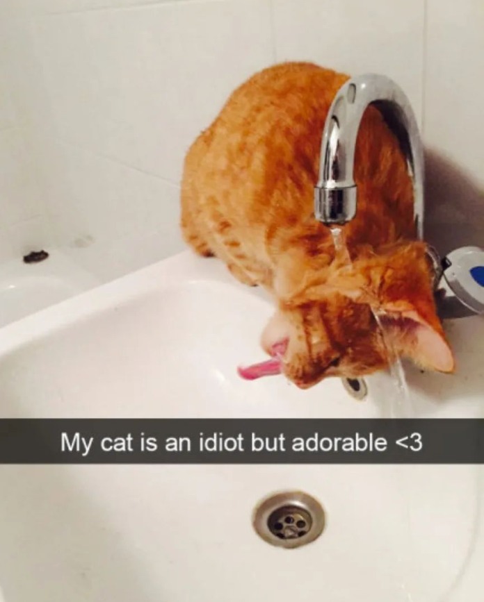 Meme by postyourcats