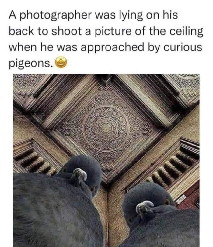 A photographer was lying on his back to shoot a picture of the ceiling when he approached by curious pigeons.