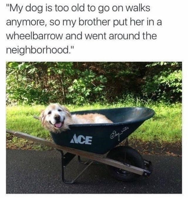 "My dog is too old to go on walks anymore, so my brother put her in a wheelbarrow and went around the neighborhood" ACE