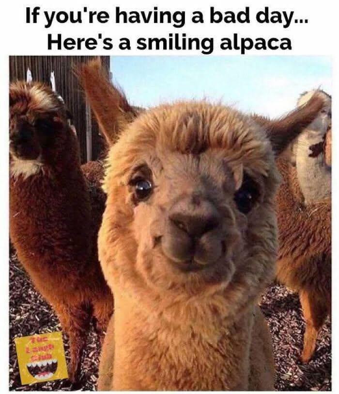 If you're having a bad day... Here's smiling alpaca