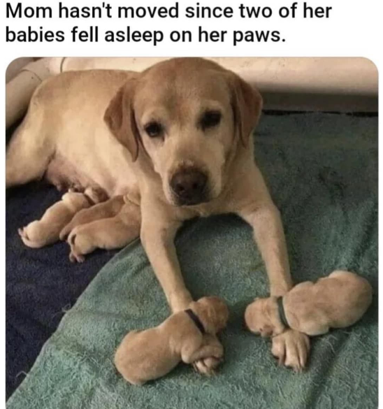 Meme by pupperdoggo
