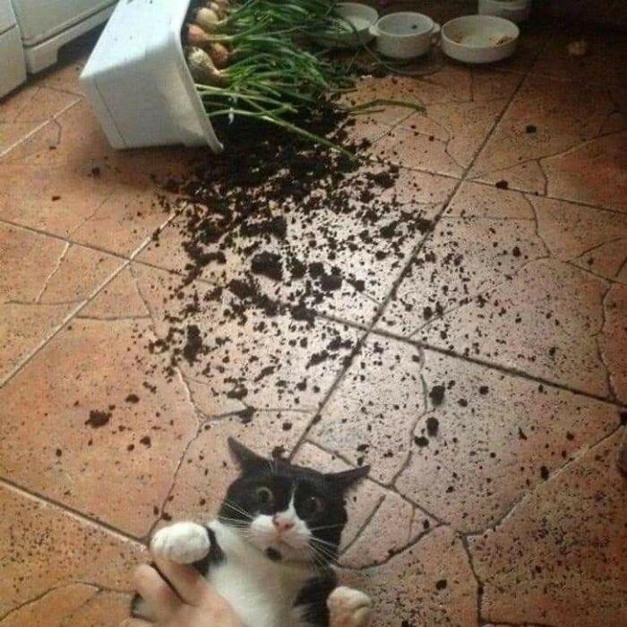 Meme by catsoncatnip
