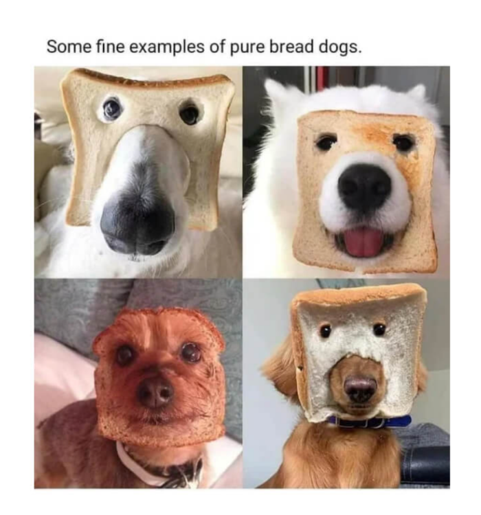 Meme by wholesomedoggos