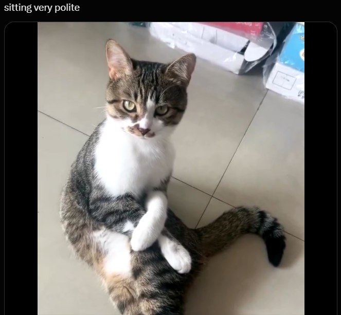 Meme by catsoncatnip