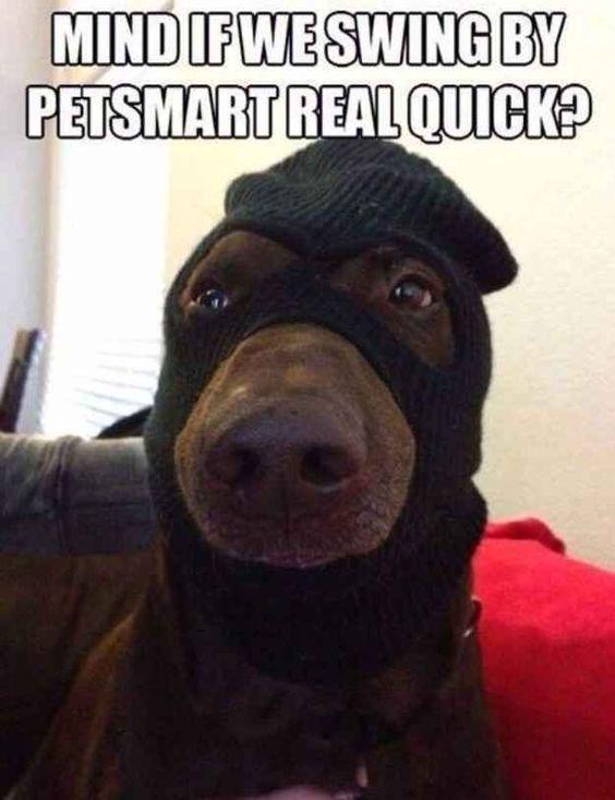 Meme by wholesomedoggos