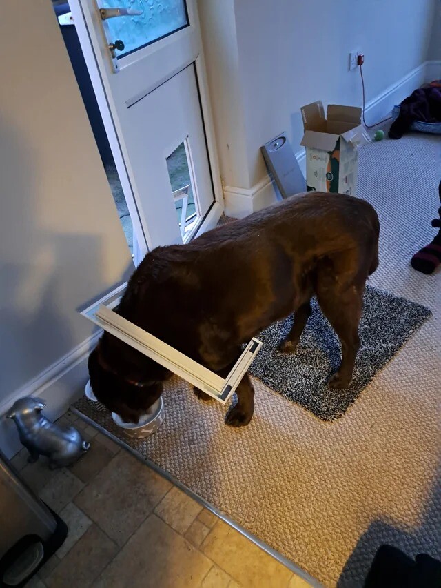 Upload a Picture of Your Dog Stuck in the Most Unexpected Place