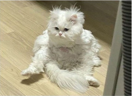 Meme by postyourcats
