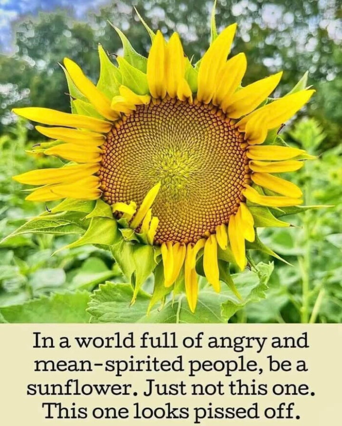 In a world full of angry and mean-spirited people, be sunflower. Just not this one. This one looks pissed off.