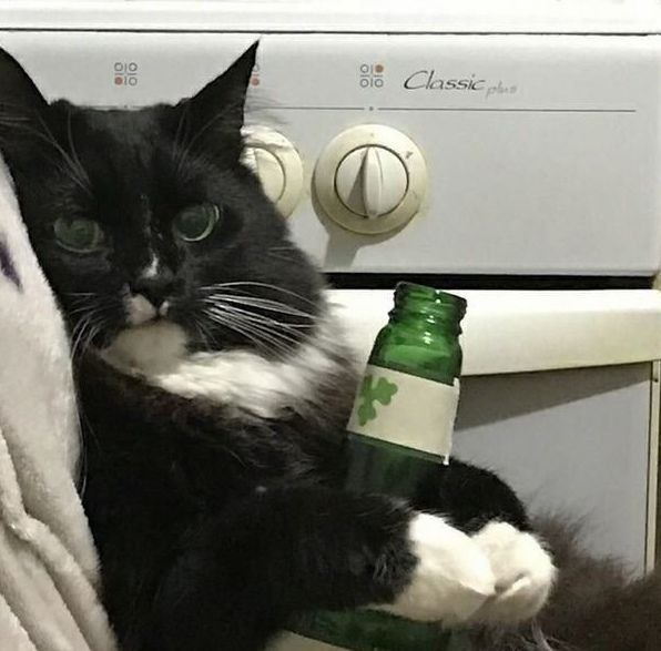 Meme by catsoncatnip
