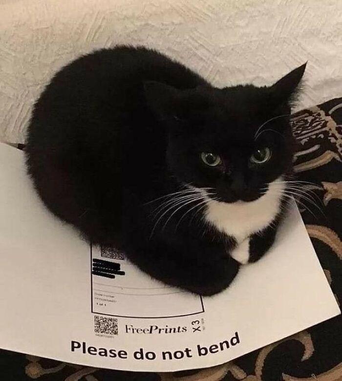 Meme by postyourcats