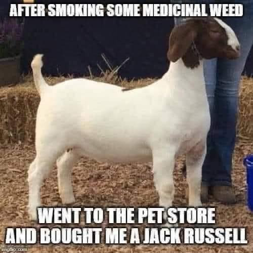 AFTER SMOKING SOME MEDICINAL WEED WENT TO THE PET STORE AND BOUGHT ME A JACK RUSSELL