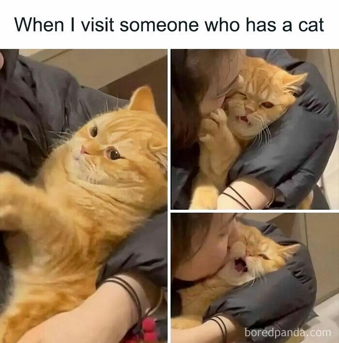 When I visit someone who has a cat boredpanda.com