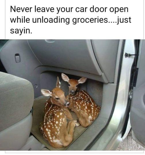 Never leave your car door open while unloading groceries......just sayin.