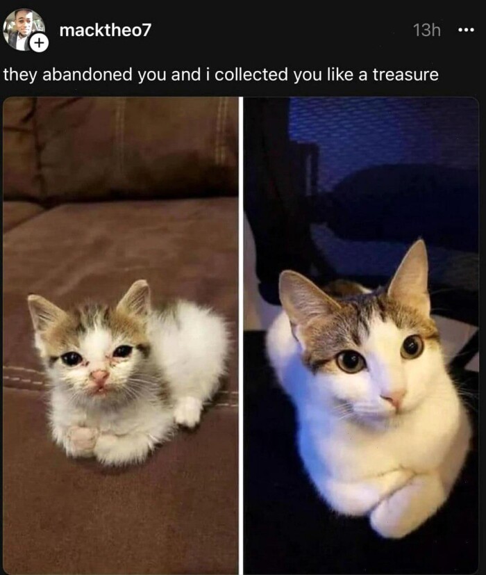 Meme by catsoncatnip