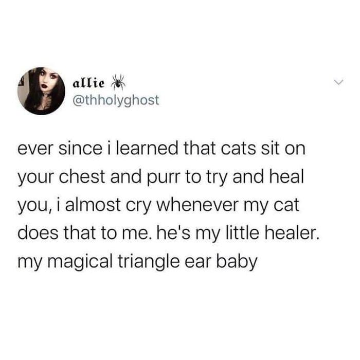 ever since i learned that cats sit on your chest and purr to try heal you, almost cry whenever my cat does me. he's little healer. magical triangle ear baby