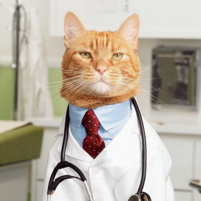 Meme by catsoncatnip