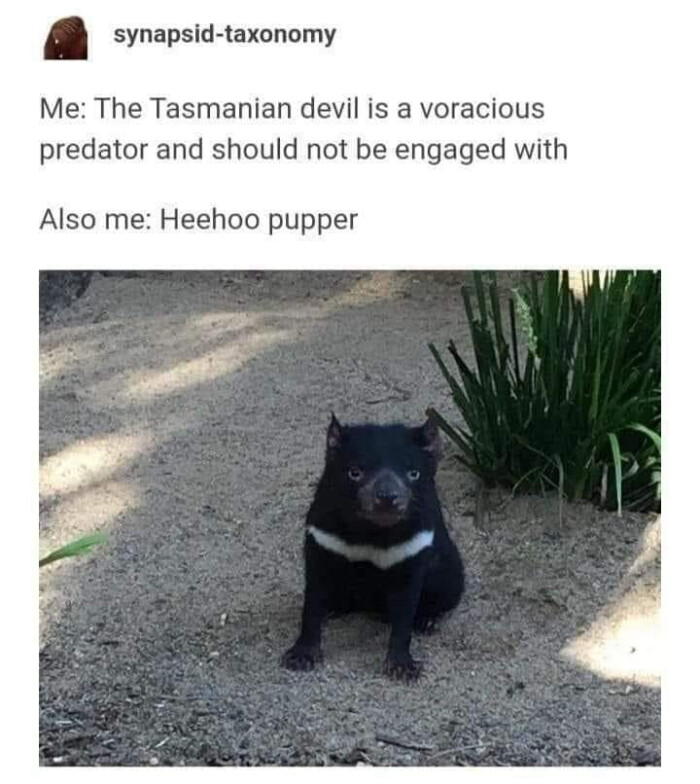 synapsid-taxonomy Me: The Tasmanian devil is a voracious predator and should not be engaged with Also me: Heehoo pupper