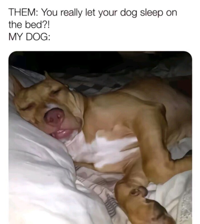 Meme by wholesomedoggos