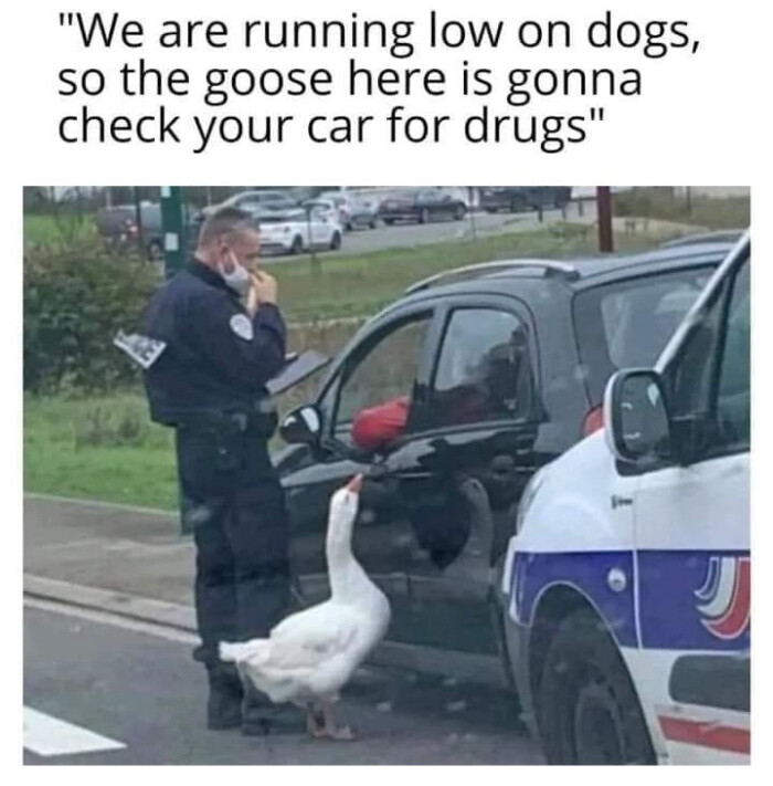 "We are running low on dogs, so the goose here is gonna check your car for drugs"