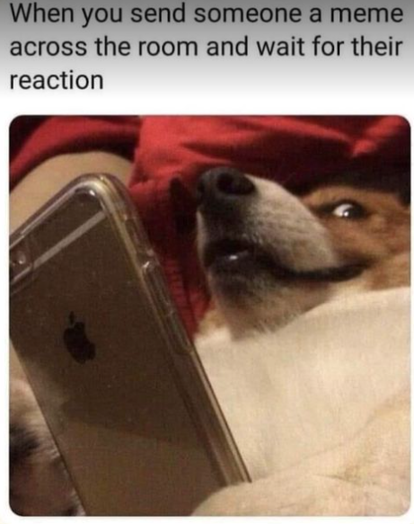 Meme by wholesomedoggos
