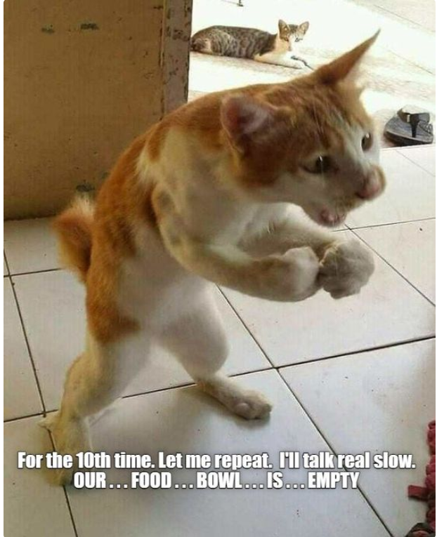 Meme by postyourcats