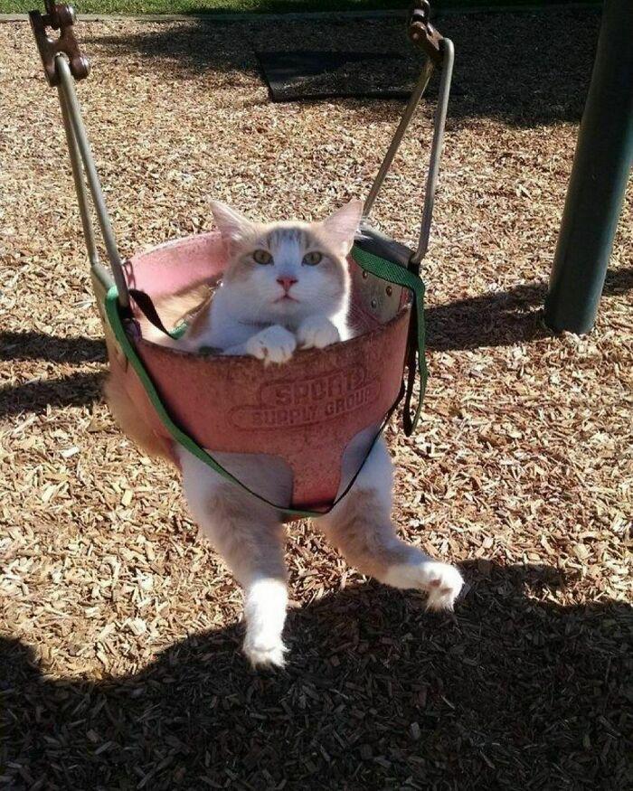 Meme by postyourcats