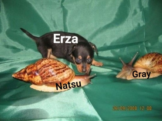 Erza Gray Natsu 26/09/2008 12 08