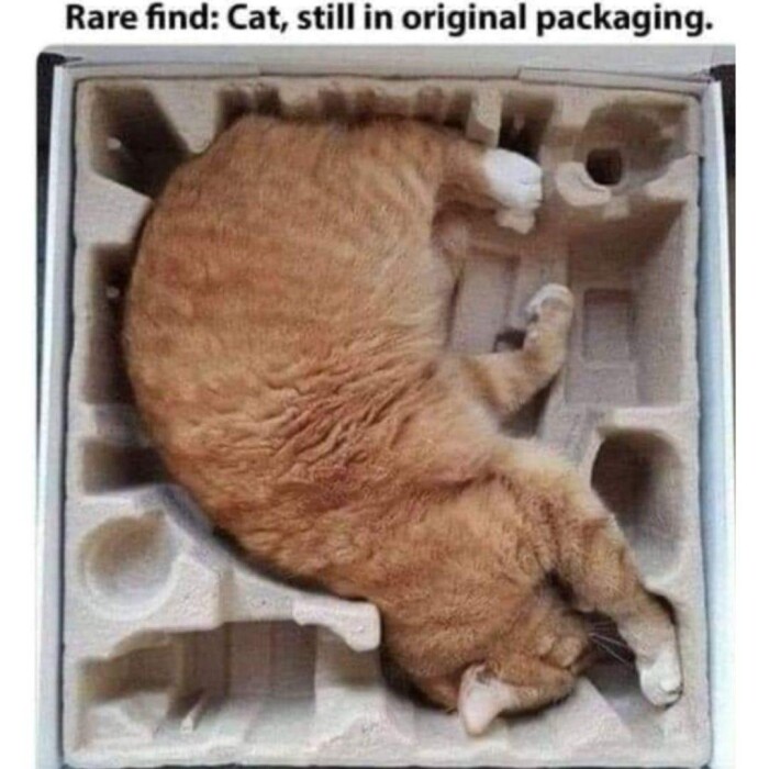 Meme by catsoncatnip