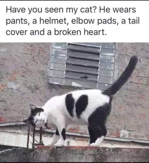 Meme by catsoncatnip