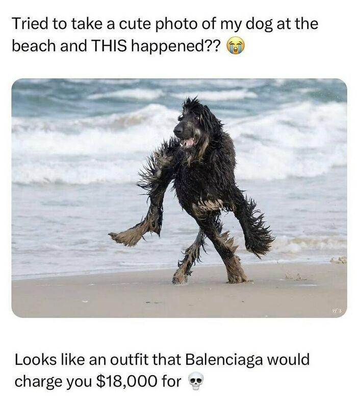 Tried to take a cute photo of my dog at the beach and THIS happened?? Looks like an outfit that Balenciaga would charge you $18,000 for