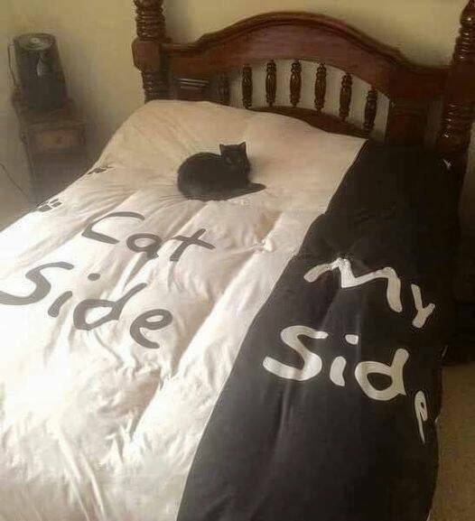 Meme by postyourcats
